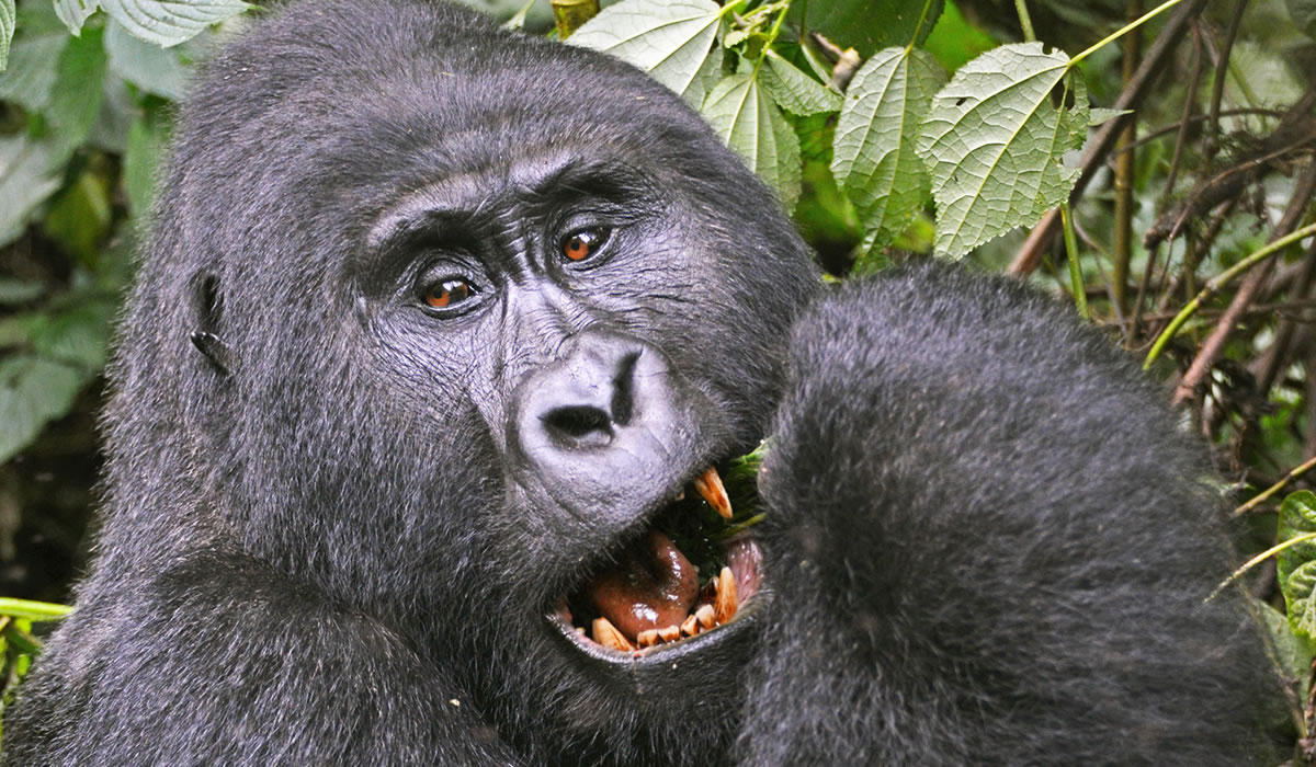 15 Days Uganda Primate Tracking Tour