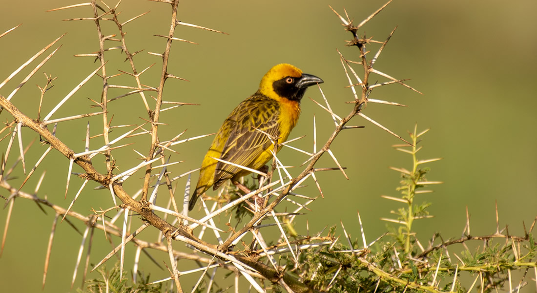 Ajai Game Reserve