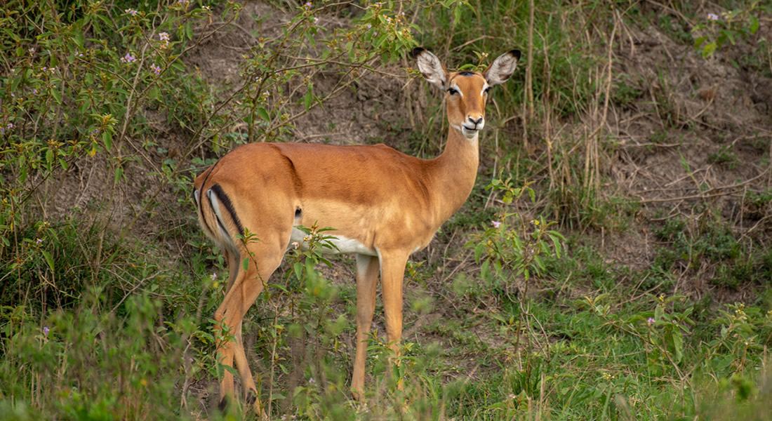 Aswa-Lolim Game Reserve