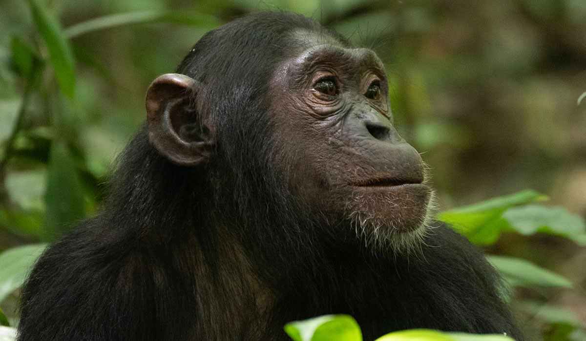 7 Days Chimpanzee and Gorilla Tracking Uganda Tour