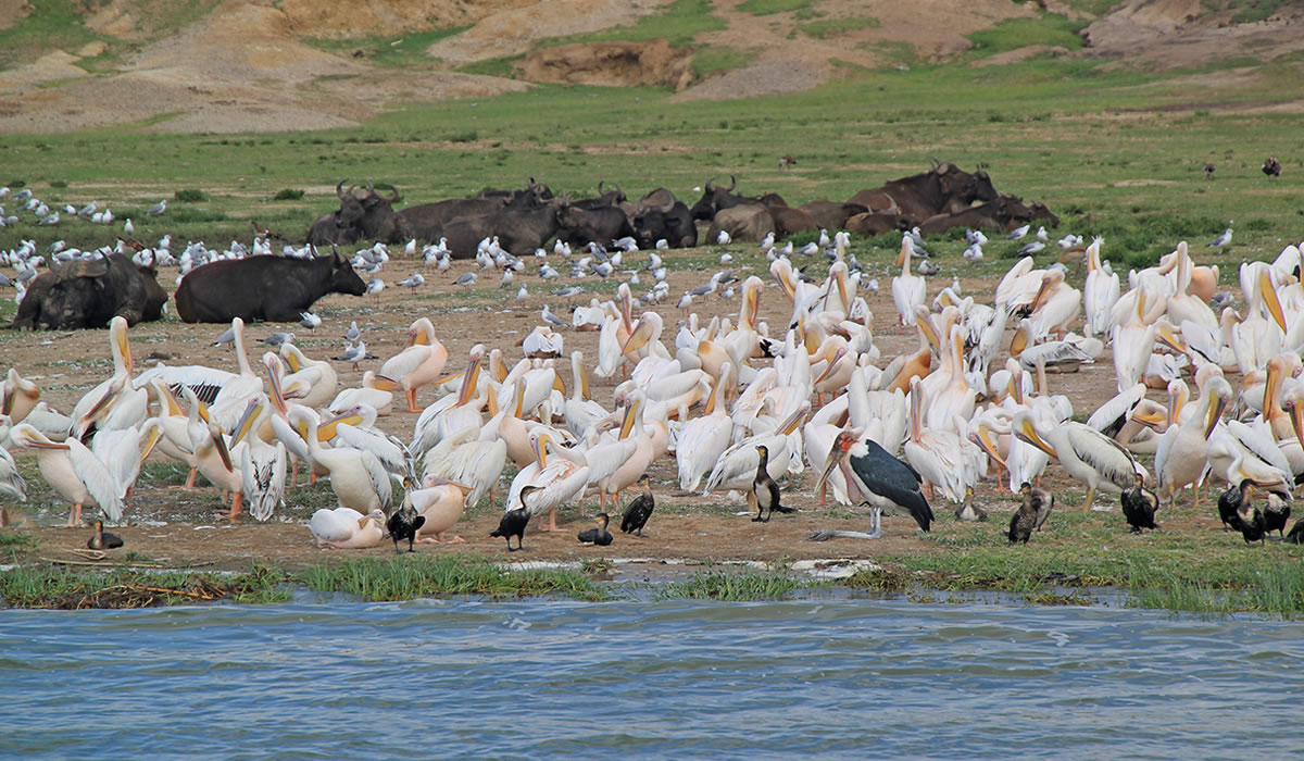 4 Days Uganda Bird Watching Safari