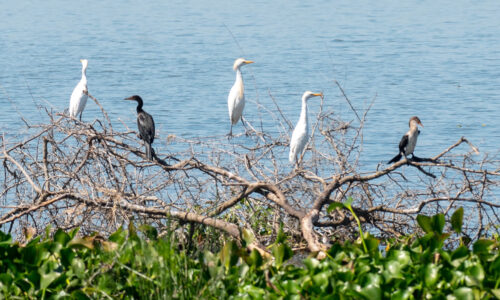Bird Watching in Uganda