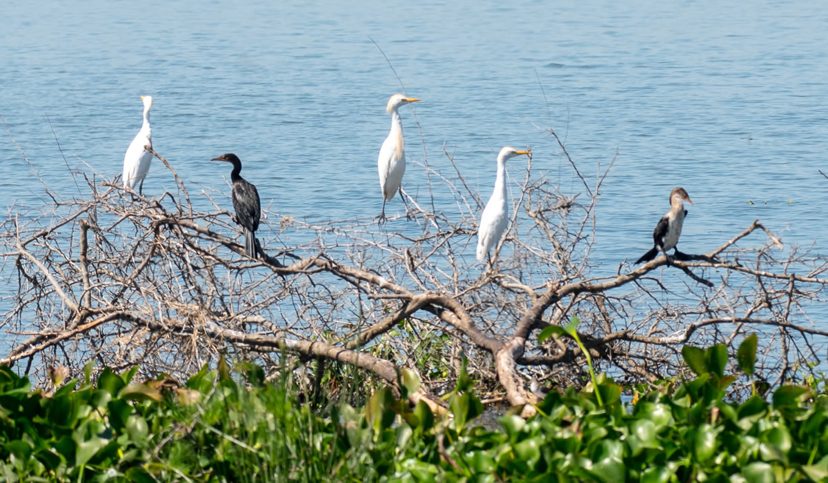 Bird Watching in Uganda