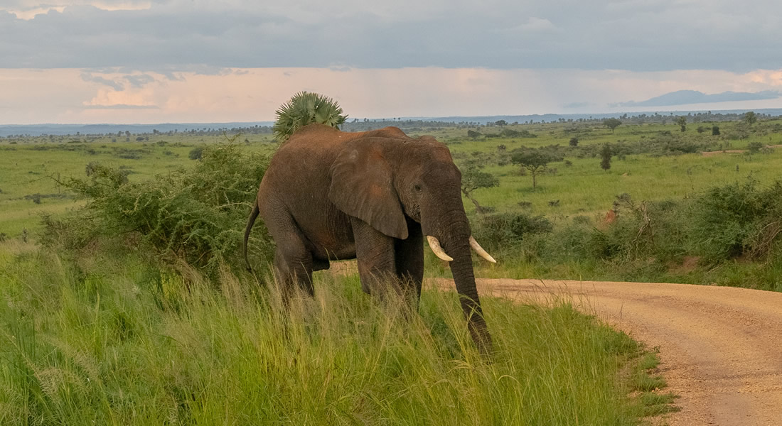 Bokora Game Reserve