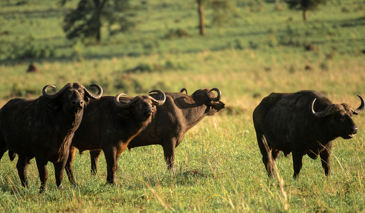 6 Days Kidepo Valley National Park Tour