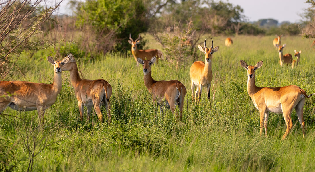 Bugungu Wildlife Reserve