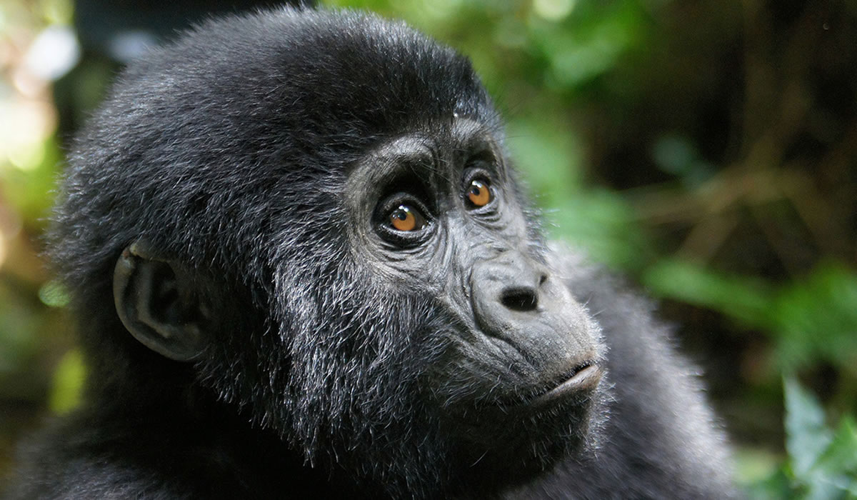 12 Days Uganda Primates and Wildlife Adventure
