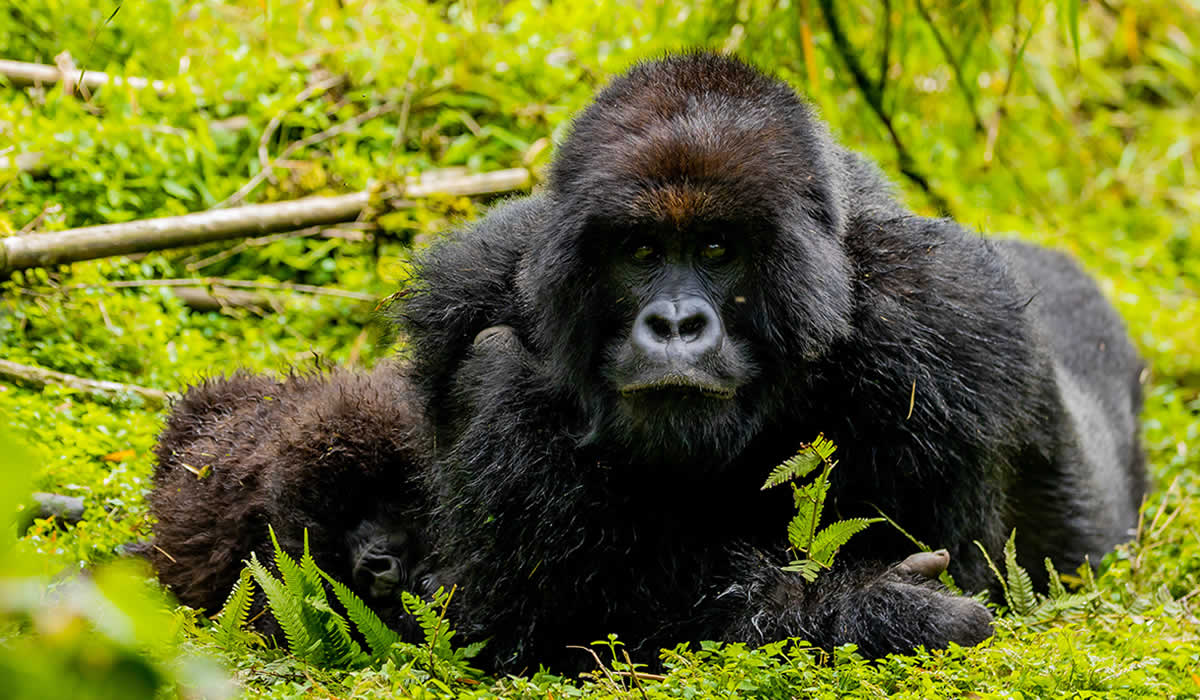Bwindi Impenetrable National Park