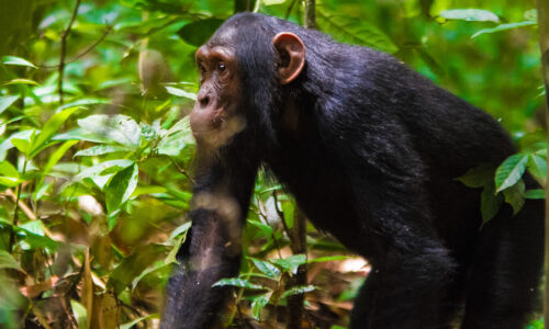 Chimpanzee Tracking in Uganda