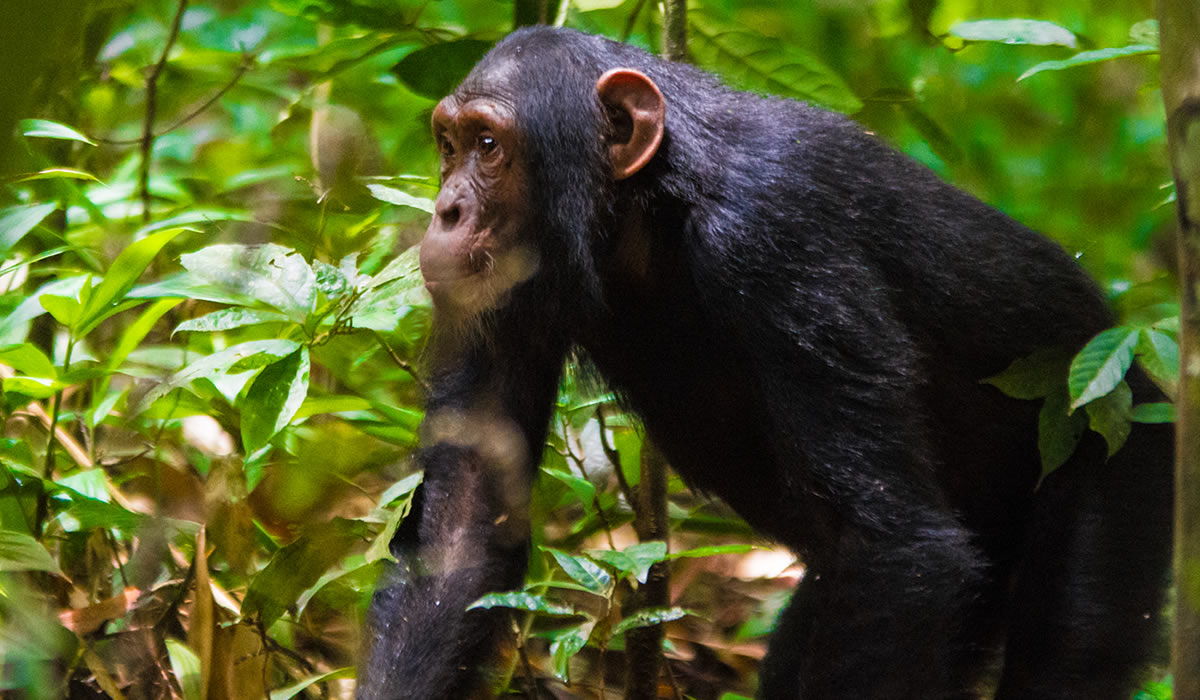 Chimpanzee Tracking in Uganda