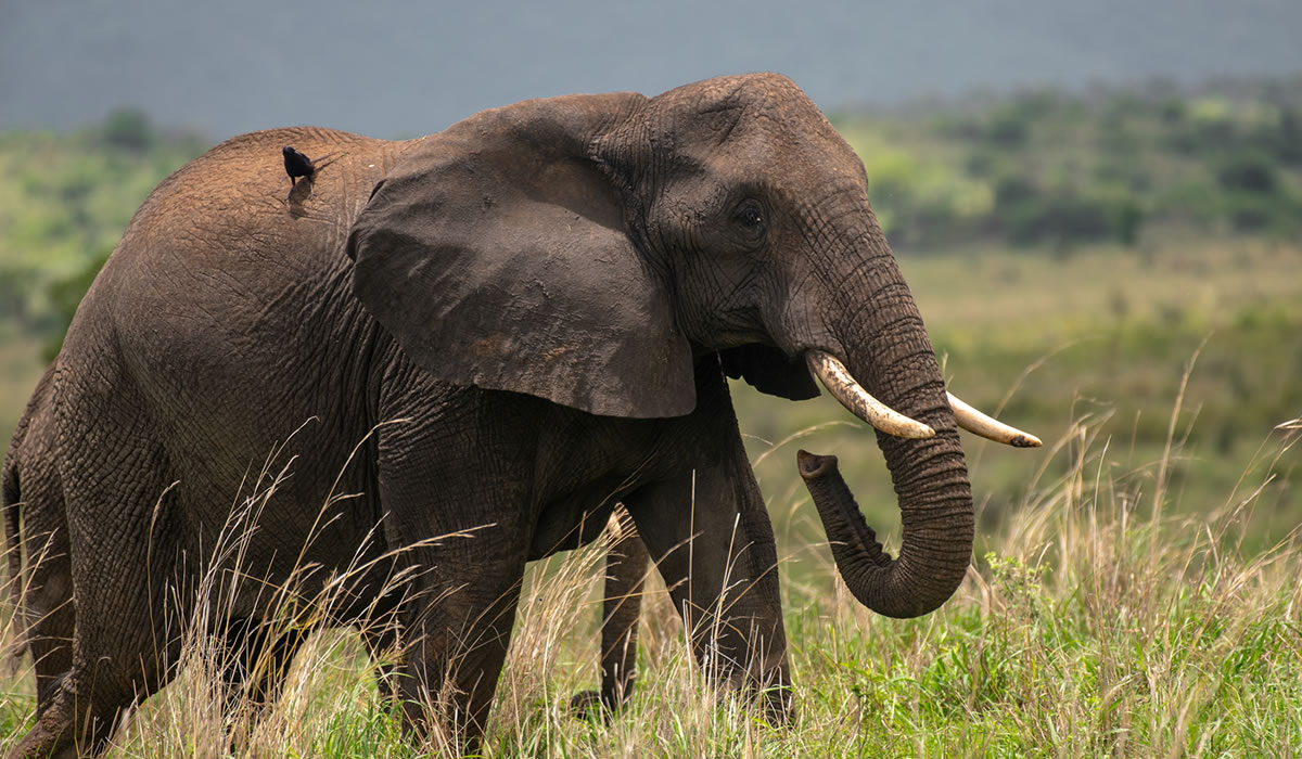 7 Days Uganda Wildlife Safari Tour