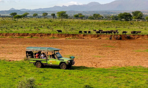 Wildlife Game Drives in Uganda