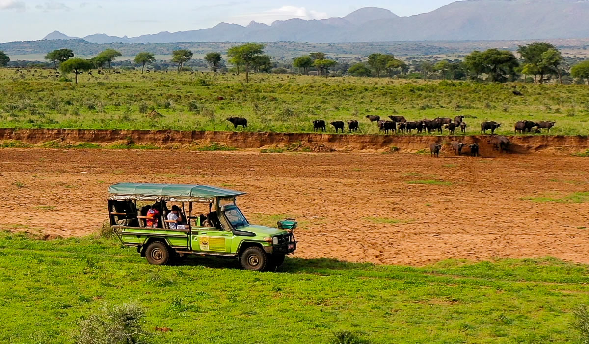 Wildlife Game Drives in Uganda