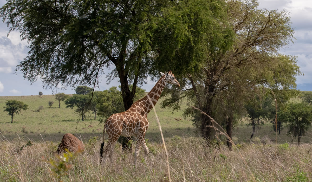 5 Days Ziwa and Murchison Falls National Park Tour