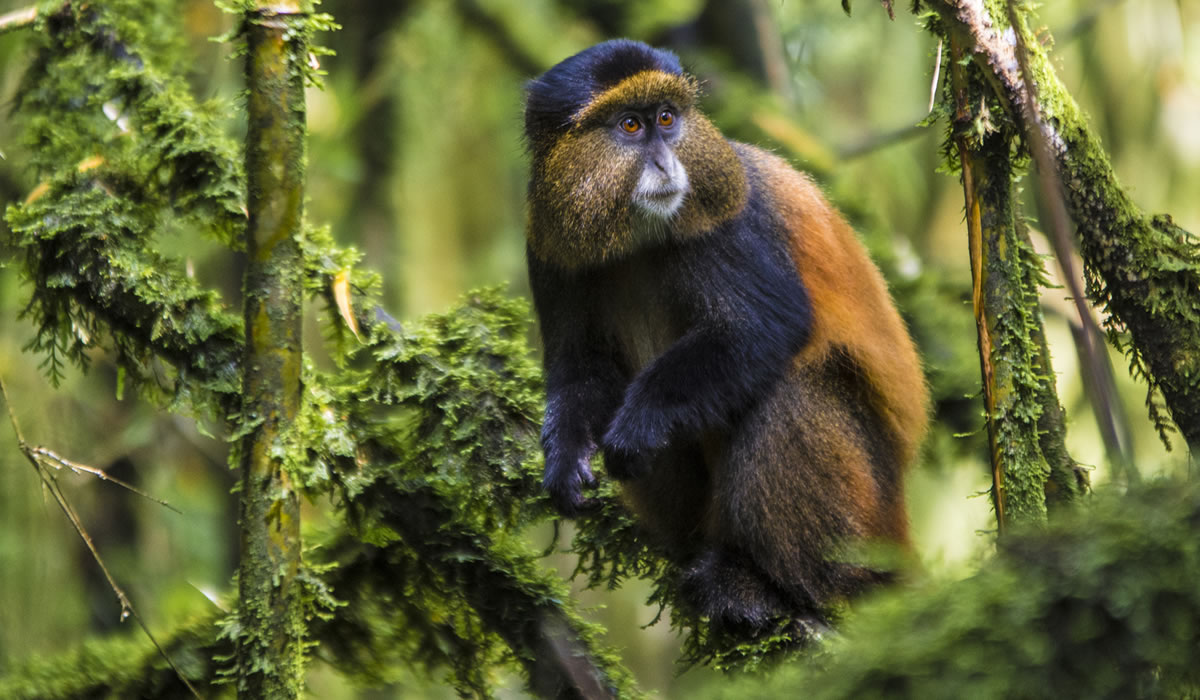 4 Days Gorilla and Golden Monkey Tracking Tour