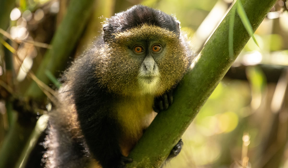 Golden Monkey Tracking in Uganda