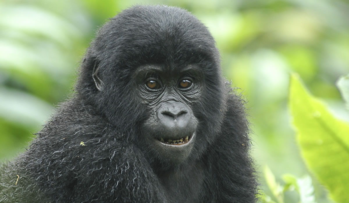 3 Days Uganda Gorilla Trekking Tour