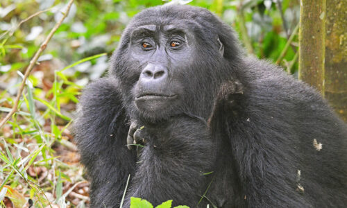 Gorilla Trekking in Uganda