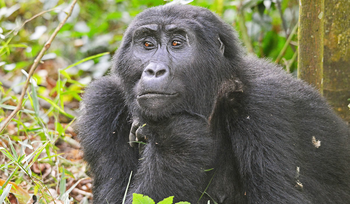 Gorilla Trekking in Uganda