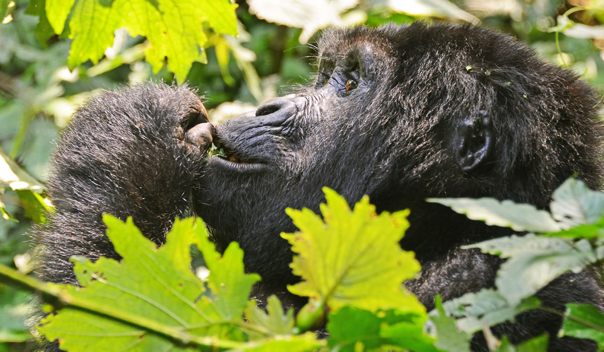 8 Days Primate and Wildlife Uganda Safari