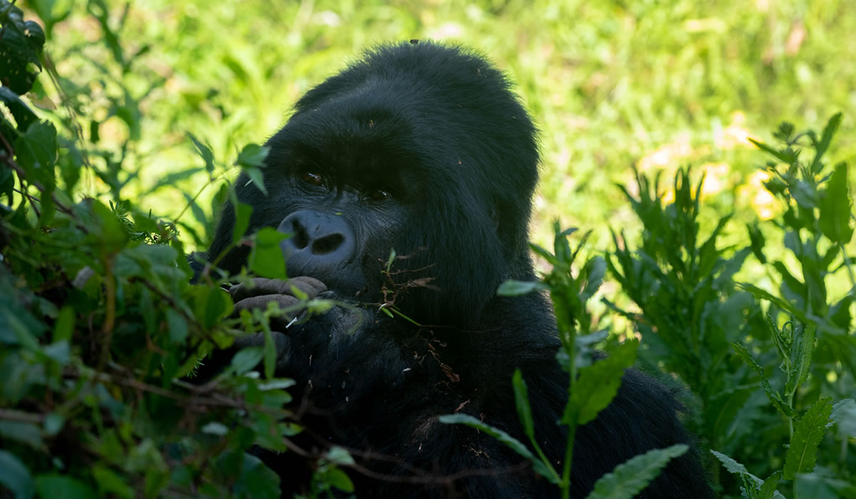 Top Tourist Activities in Uganda
