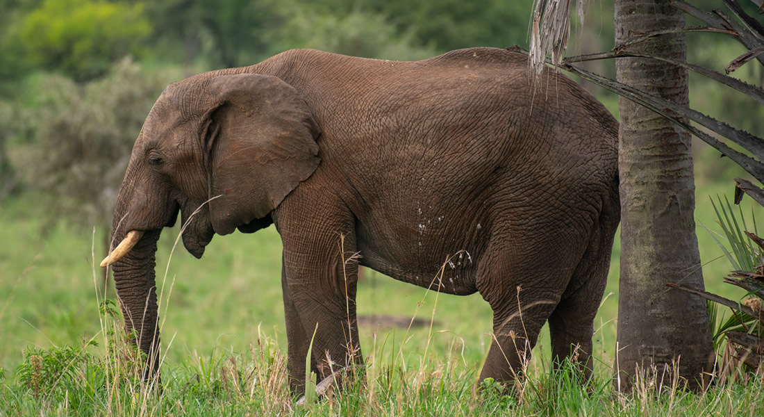 Karuma Game Reserve