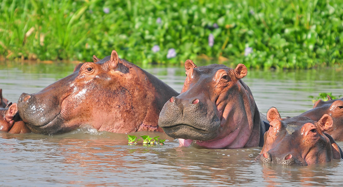 Katonga Game Reserve