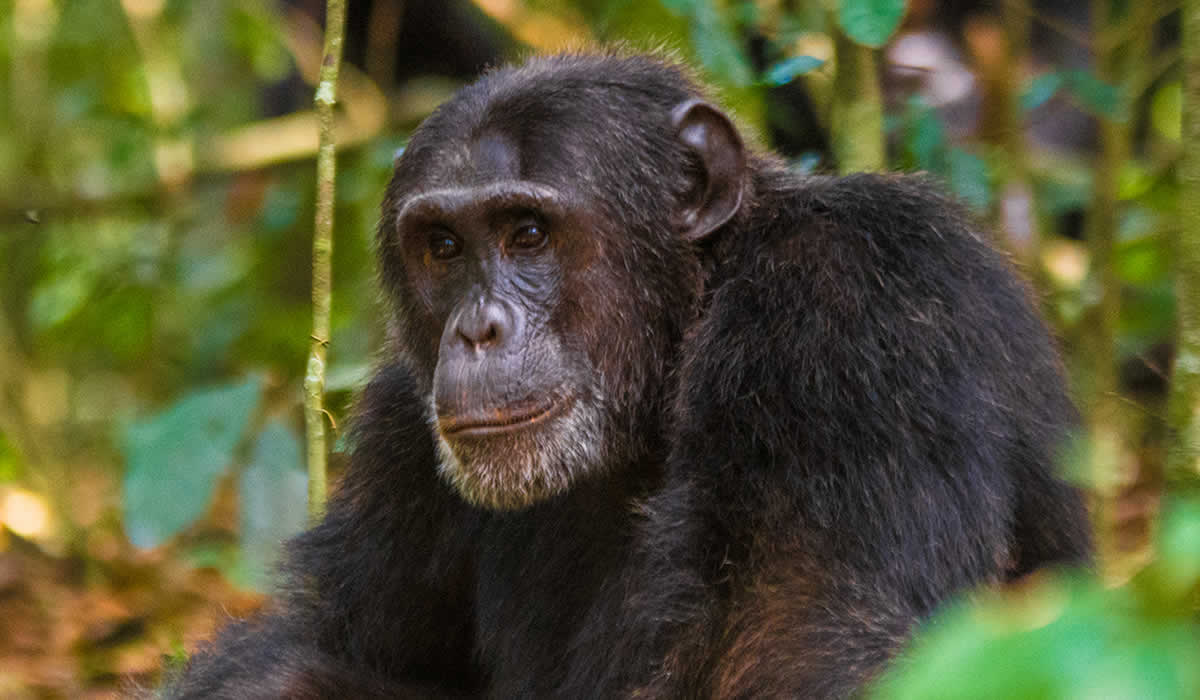 Kibale Forest National Park