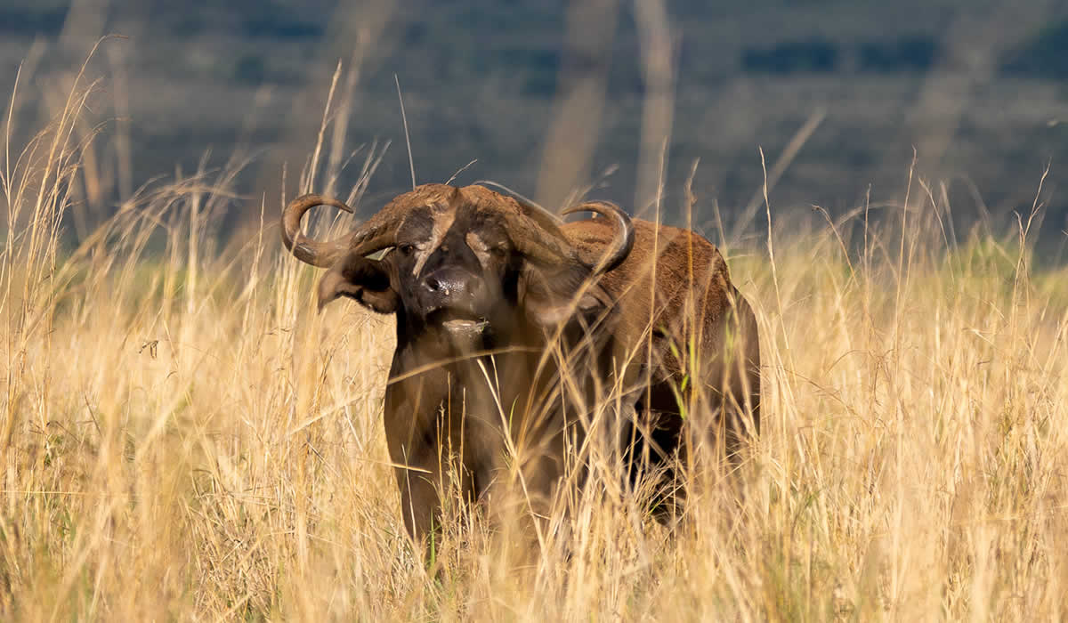 Kidepo Valley National Park