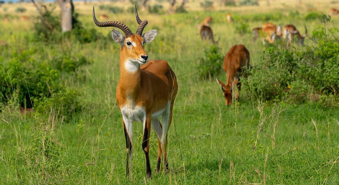 Kigezi Wildlife Reserve