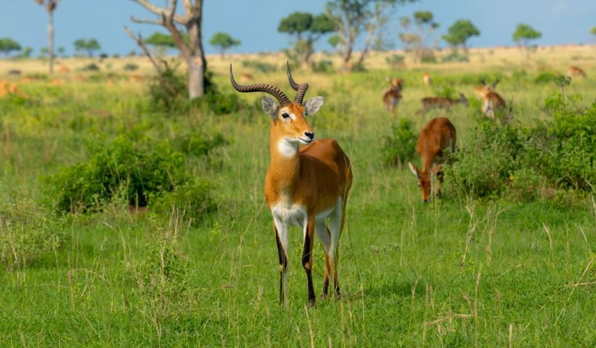 6 Days Luxury Safari Adventure in Uganda