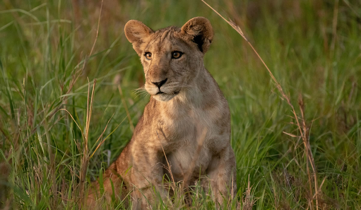 11 Days Wildlife Safari in Uganda