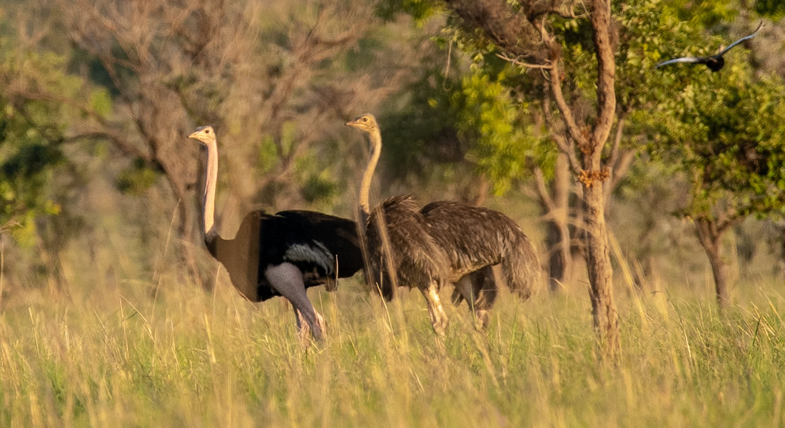 Matheniko Game Reserve