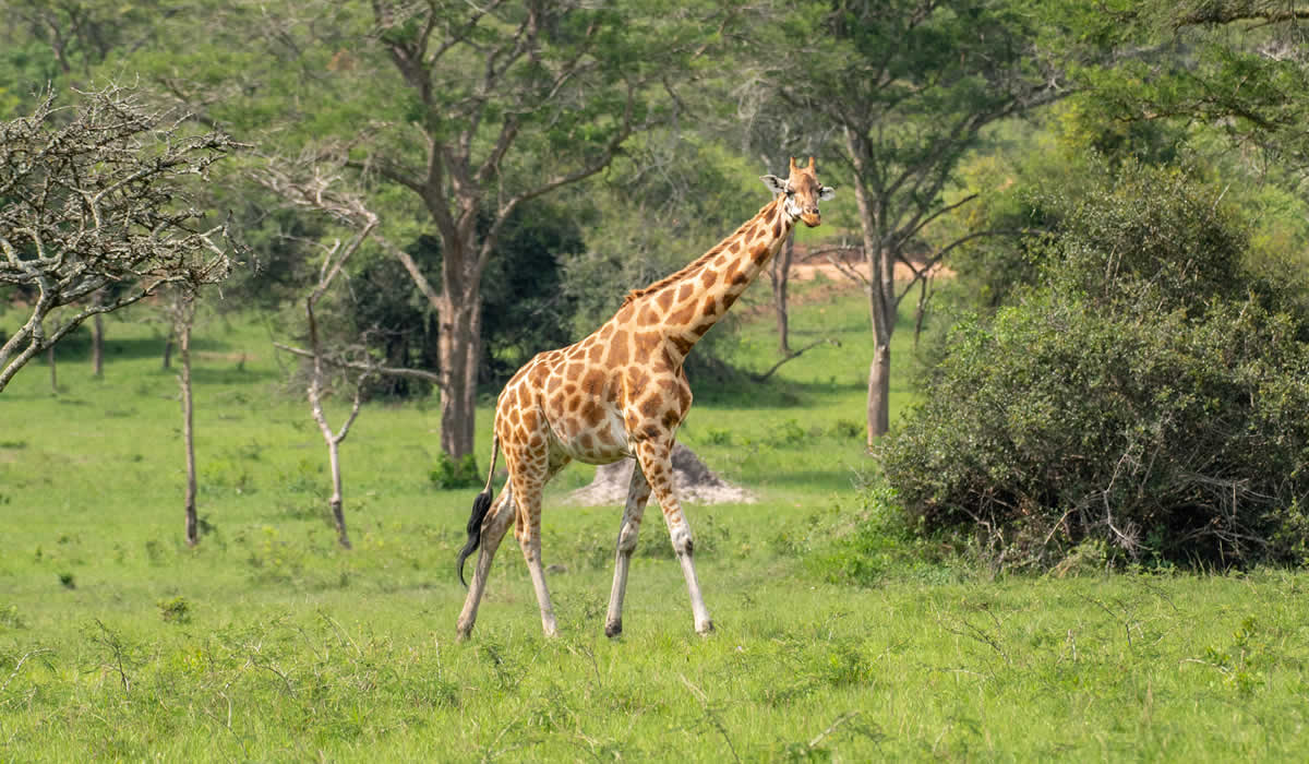 Lake Mburo National Park