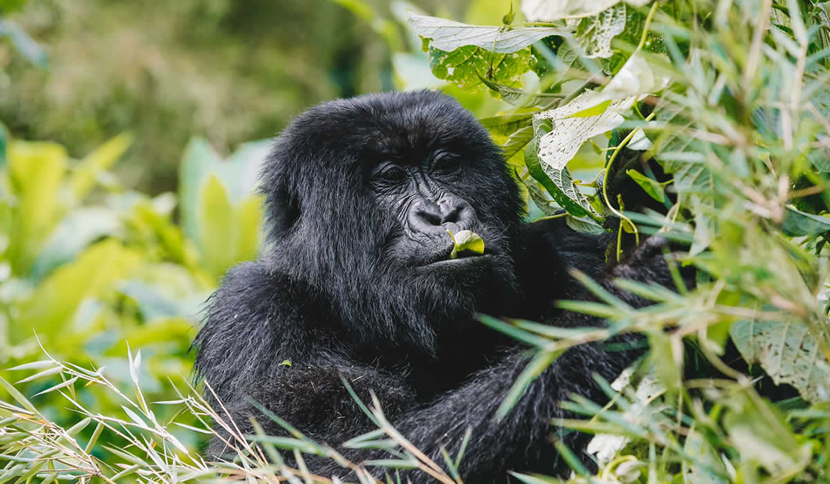 Mgahinga Gorilla National Park