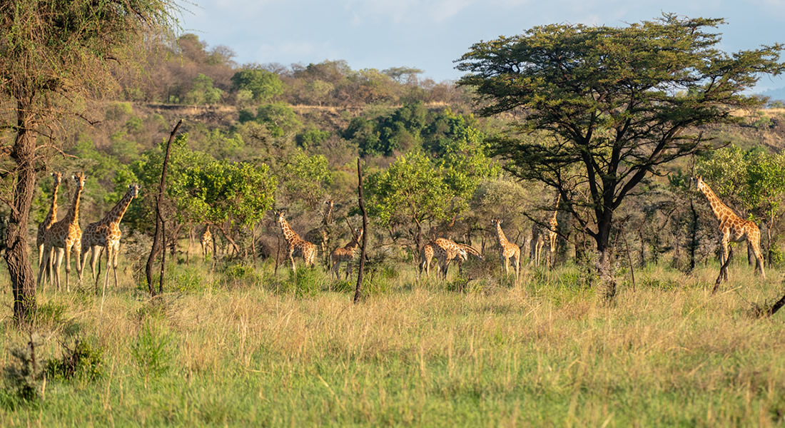 Pian Upe Game Reserve