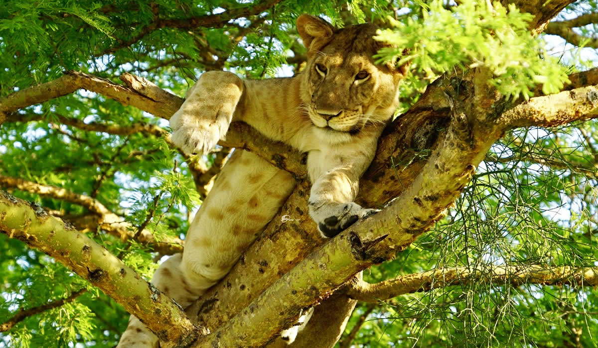 Queen Elizabeth National Park